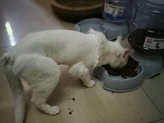 -康乐宝动物医院