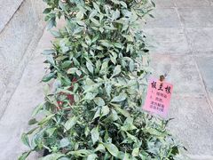 -璞真扎染博物馆