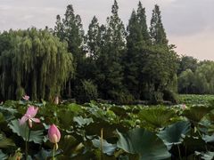 -济南大明湖景区