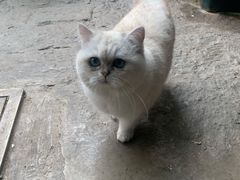 -喵屿·大理花园猫咖