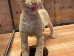 -袖虎·猫馆(体育西路店)
