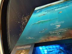 -迪拜水族馆及水下动物园