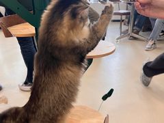 -共舞时光猫咖·狗咖(新街口店)