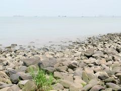-上海吴淞炮台湾国家湿地公园