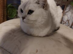 -平行世界·猫咖(首经贸店)