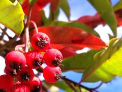 -硗碛藏寨·神木垒景区