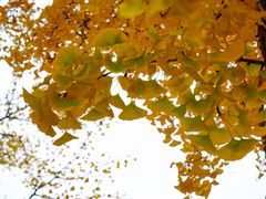-三里屯东五街银杏大道