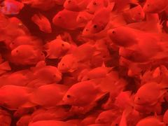 -太平洋海底世界