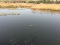 -前关湿地公园