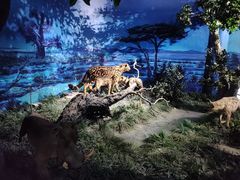 -国家自然博物馆