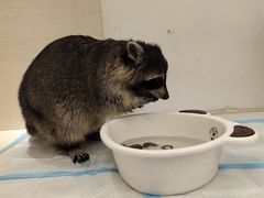 -浣熊柯尔鸭土拨鼠·电玩咖