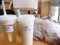 四季春奶茶-鼓捣猫呢主题猫咖店