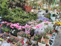 -曲阳花鸟市场(曲阳路店)