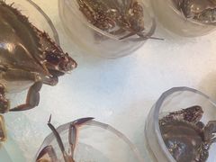 -半岛翡丽海鲜自助餐厅(观风亭店)