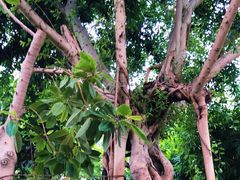 -北京植物园-展览温室