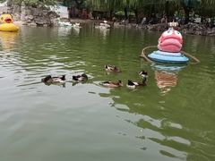 -团结湖公园