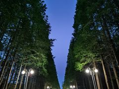 -日照海滨国家森林公园