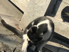 -上海佘山国家森林公园天马山园