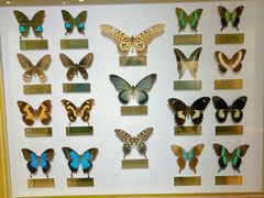 -上海昆虫博物馆