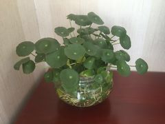-康城口腔(磁器口店)