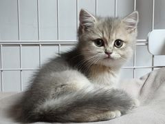 -翊宠yipet猫狗购宠庄园犬舍•猫舍