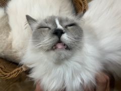 -共舞时光猫咖·狗咖(新街口店)