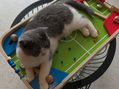 -飞行喵MR PILOT|猫舍·猫咖(静安大融城店)