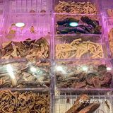 多少次来河西就是为了这一口卤香鸡啊