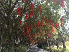 -大屏嶂森林公园