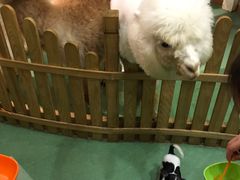 -藦茜花园宠物主题亲子互动体验馆(国顺东路店)