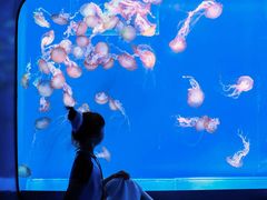 -海合安武汉极地海洋公园