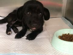 -骐奇宠物诊疗中心(南亭公路店)