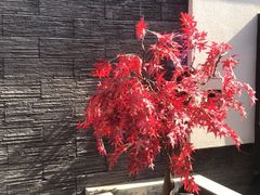 -毛辣果·贵州红酸汤牛肉火锅(西单店)