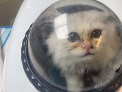 -宠颐生宠物医院·心肾内科·猫专科诊疗中心宠巢店