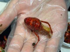-靓靓蒸虾·头牌蒸虾(南山桂庙店)