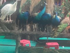 -西双版纳原始森林公园