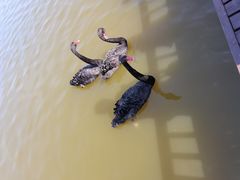 -南大港湿地风景区