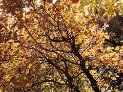 -北京西山国家森林公园