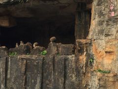 -海南热带野生动植物园