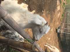 鸿华度假酒店-鸿华度假酒店