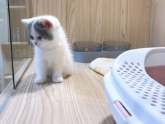 -屋虎猫馆(宝安大仟里店)