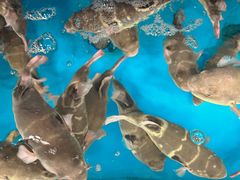 -莆鑫海鲜城(浏河店)