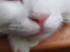 -Babycat私家御饼屋(龙头路一店)