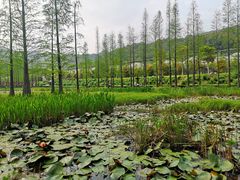 -广州市石门国家森林公园