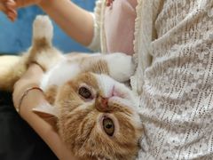 -滚猫咖啡·猫咖·猫友好撸猫(未来城店)