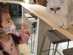 -more than meow吴止猫主题餐厅(承德 中船汇店)