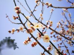 -香雪海