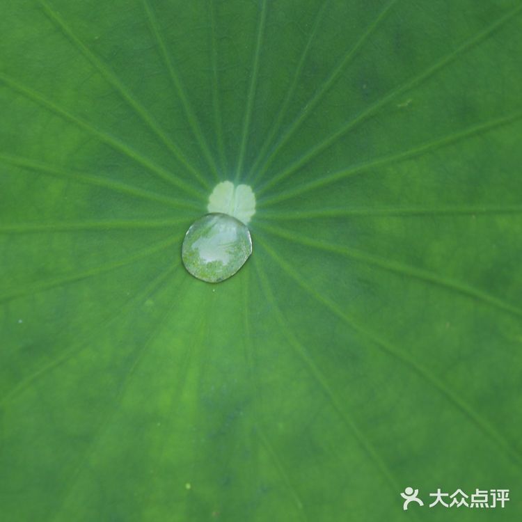 无需滤镜☑️陶然亭公园的荷花就是这么美！给我冲