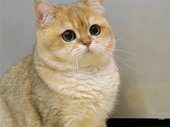 -猫十亿·布偶金渐层·曼基康矮脚猫舍(青年路店)