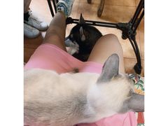 -more than meow吴止猫主题餐厅(承德 中船汇店)